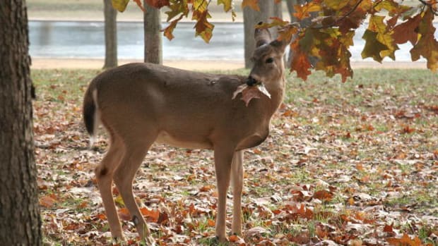 deer1.jpg